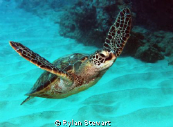 Flying Honu by Rylan Stewart 